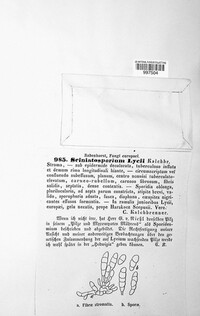 Image of Stigmina lycii